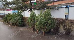 В Новозыбкове начали продавать деревья к Новому году