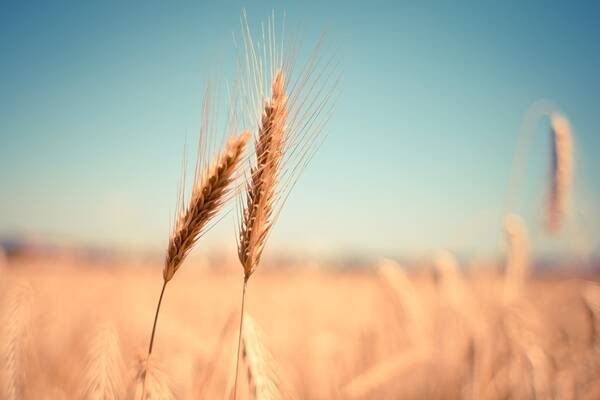 Урожайность зерновых в Брянской области выросла до 55 центнеров с гектара