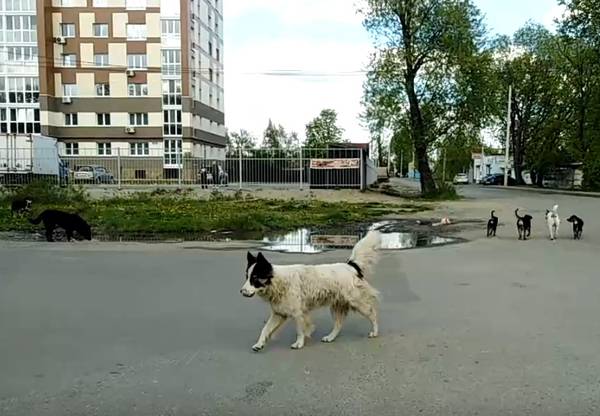 Купить Собаку Брянск Брянская Область