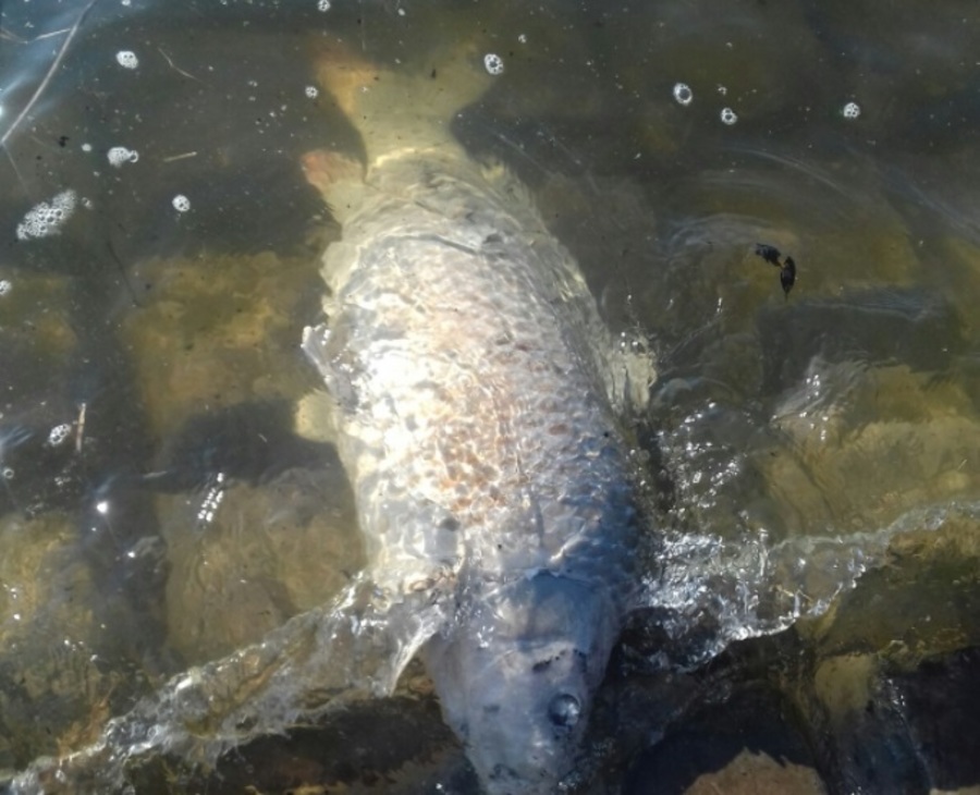 В Севске обсуждают загадочную гибель рыбы в озере