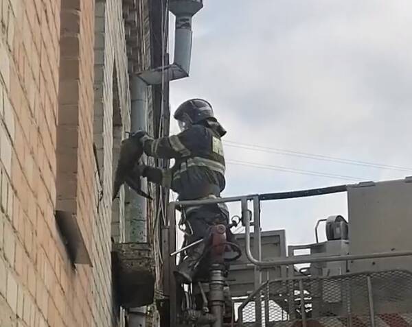 В Брянске на улице Ульянова пожарные спасли повисшего на окне кота
