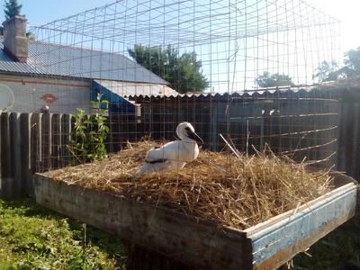 В Почепском районе Брянщины построили приют для птиц «Крылья мира»