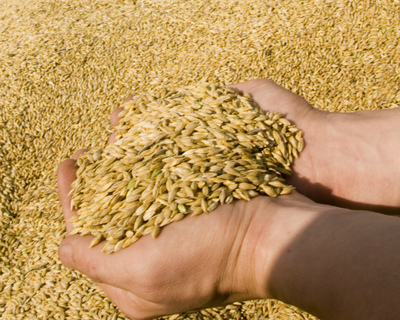 Брянская область экспортировала более 470 тысяч тонн зерна