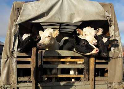 Через Брянск пытались провезти контрабандой 34 коровы