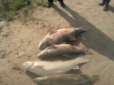 Соцсети: в озере Карачевского района массово погибла рыба