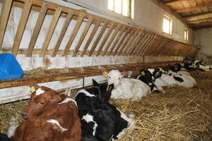 Брянщина заняла первое место в ЦФО по поголовью крупного рогатого скота