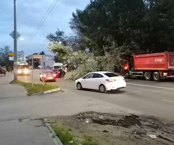 В Брянске на Северной водитель грузовика обрушил дерево на дорогу