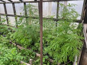 Брянец вырастил конопляную плантацию на своем участке