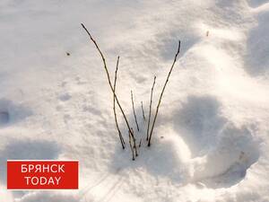Западный ветер и морозы придут в Брянскую область 21 февраля