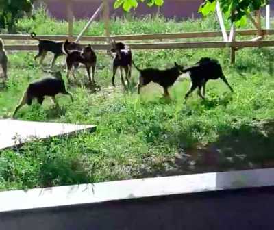 В Брянске сняли на видео стаю злобных собак на Набережной