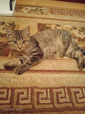 В Фокино несовершеннолетние живодеры забили котенка до смерти 