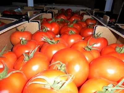 Из Брянска вернули в Турцию зараженные молью помидоры