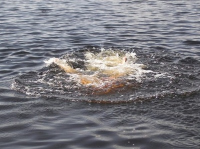 На озере в Навле утонул 21-летний парень