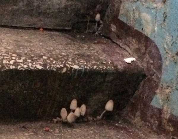 Брянцы возмутились грибами в подъезде многоэтажки на площади Партизан