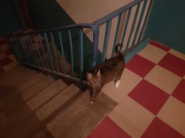 Брянца возмутили соседи, кормящие кошек в подъездах