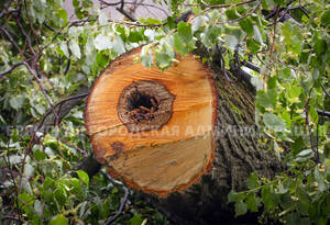 В Брянске продолжается разбирательство вокруг Круглого сквера и спиленных лип